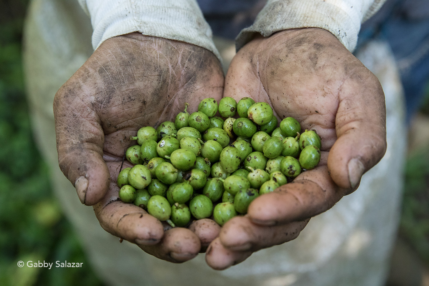 Agriculture around volcanoes benefits from the fertile soil.